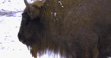 Kışın Bison 'un etrafını kolaçan eder