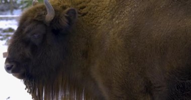 Kışın Bison 'un etrafını kolaçan eder