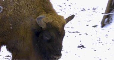 Kışın Bison 'un etrafını kolaçan eder