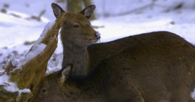 Birkaç geyik kışın ormanda karla dolanıyor..