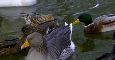 Kışın gölette yüzen ördeklerin olduğu yere.