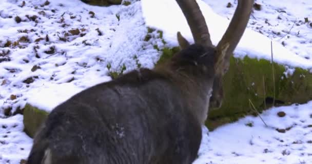 Närbild Alpin Ibex Capricorn Skogen Vintern Med Snö — Stockvideo