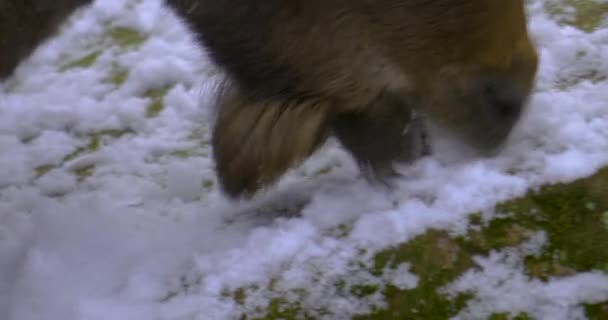 Primo Piano Uno Stambecco Alpino Capricorno Nella Foresta Inverno Con — Video Stock