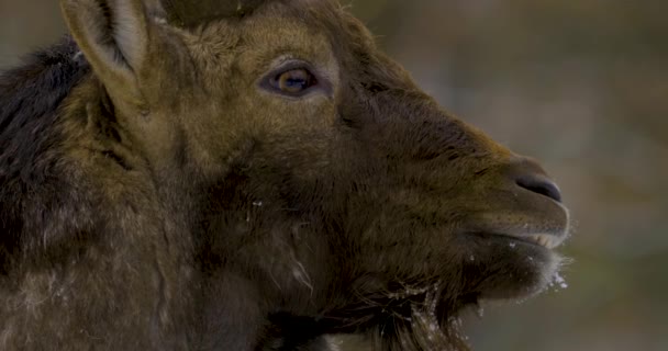 Close Ibex Alpino Capricórnio Floresta Inverno Com Neve — Vídeo de Stock