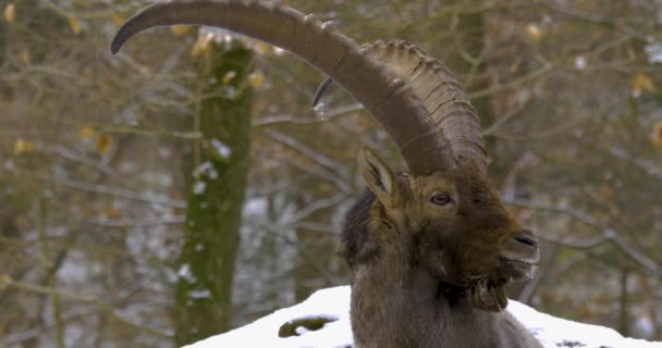 Zblízka Alpský Kozoroh Zimě Kozoroh Lese Sněhem — Stock video