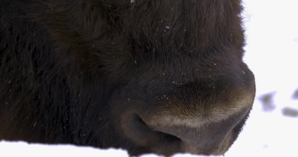 Primer Plano Bison Invierno Mirando Alrededor — Vídeo de stock