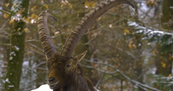 Close Ibex Alpino Capricórnio Floresta Inverno Com Neve — Vídeo de Stock