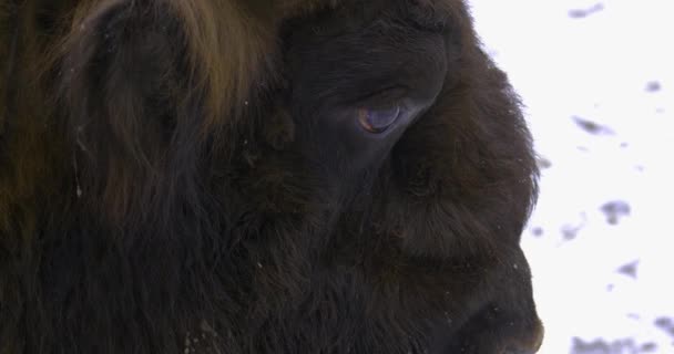 Primer Plano Bison Invierno Mirando Alrededor — Vídeo de stock