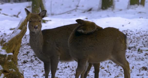 Alcuni Cervi Sika Piedi Intorno Inverno Con Neve Nella Foresta — Video Stock