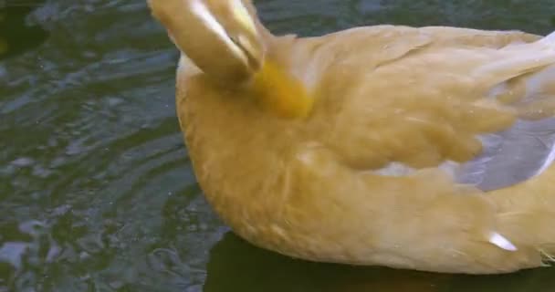 池塘里的鸭子在附近游来游去 — 图库视频影像