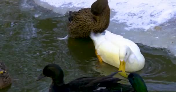 Close Ducks Pond Winter Swimming — Stock Video