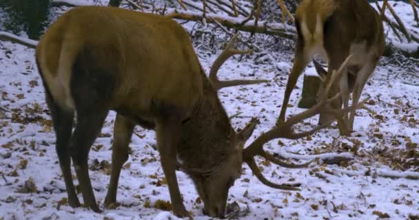Close Red Deer Buck Winter Snow Searching Ground Forest — Stock Video