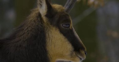 Ormanda karla kaplı bir kafanın yakınına.