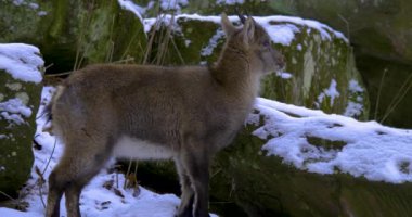 Genç dağ keçisi kayaların üzerinde duruyor ve etrafına bakıyor.