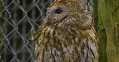 Kışın baykuşun başını kapat ve etrafına bak.