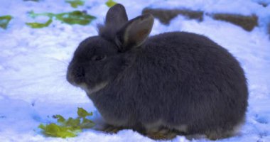 Karda cüce tavşan kışın marul yiyor..