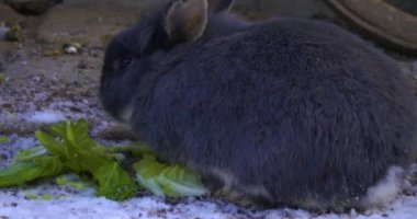 Karda cüce tavşan kışın marul yiyor..