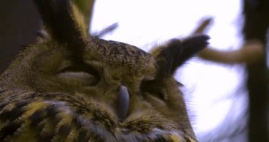 Kışın baykuşun başını kapat ve etrafına bak.