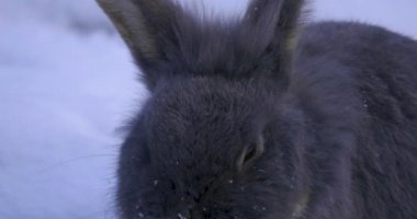 Karda cüce tavşan kışın marul yiyor..