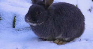 Karda cüce tavşan kışın marul yiyor..