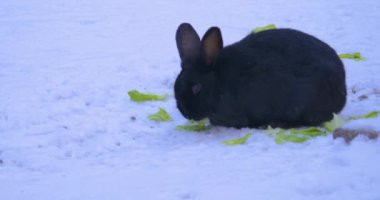 Karda cüce tavşan kışın marul yiyor..