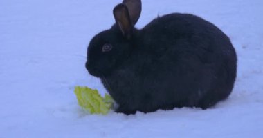 Karda cüce tavşan kışın marul yiyor..