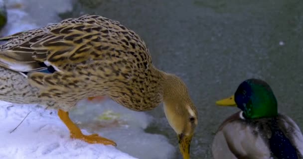 Großaufnahme Von Enten Teich Winter — Stockvideo