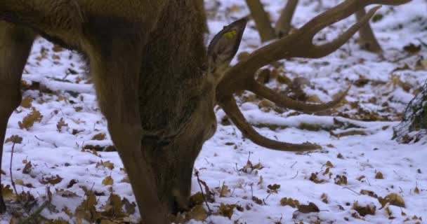Dekat Rusa Merah Buck Musim Dingin Dengan Salju Mencari Tanah — Stok Video