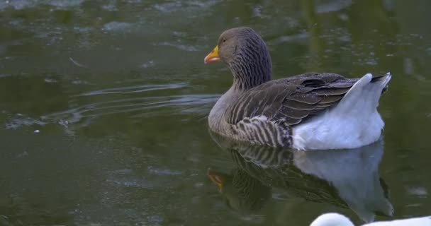 Close Goose Swimming Winter — Stock Video
