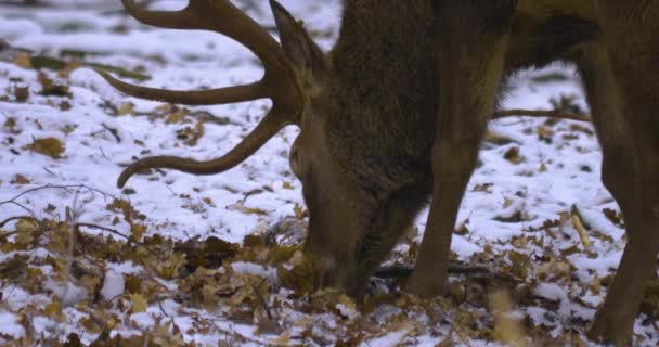 Närbild Röda Rådjur Bock Vintern Med Snö Söker Marken Skogen — Stockvideo