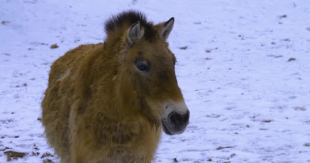 Przewalskiの野生の馬が雪の中を歩くのを閉じて — ストック動画