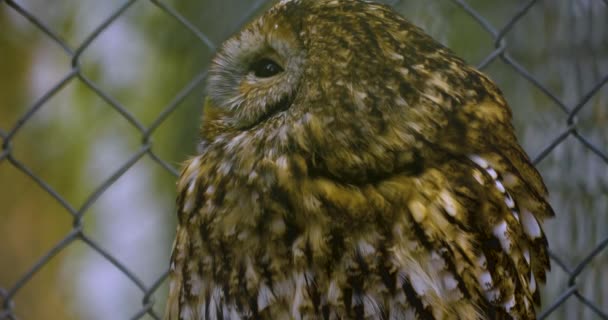 Close Owl Head Winter Looking — Stock Video
