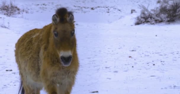 Nahaufnahme Von Przewalskis Wildpferd Beim Wandern Schnee — Stockvideo