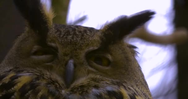 Primer Plano Cabeza Búho Invierno Mirando Alrededor — Vídeo de stock