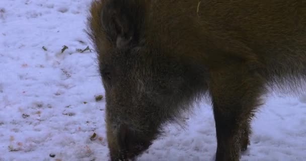 雪の中で野生のイノシシの豚頭掘り — ストック動画