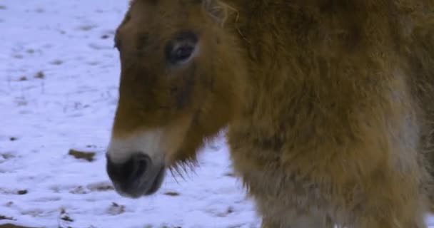 Primer Plano Del Caballo Salvaje Przewalski Caminando Nieve — Vídeo de stock