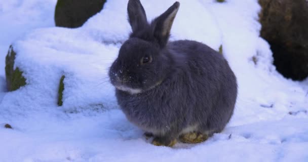 冬にレタスを食べる雪の中のドワーフウサギ — ストック動画