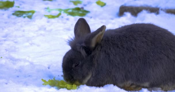 小兔子在雪地里吃生菜 — 图库视频影像