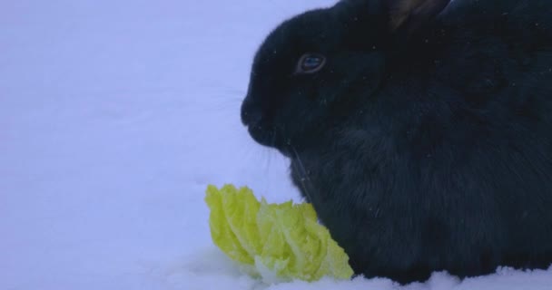 Törpe nyúl a hóban eszik saláta télen.