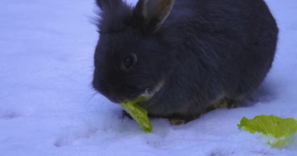 小兔子在雪地里吃生菜 — 图库视频影像