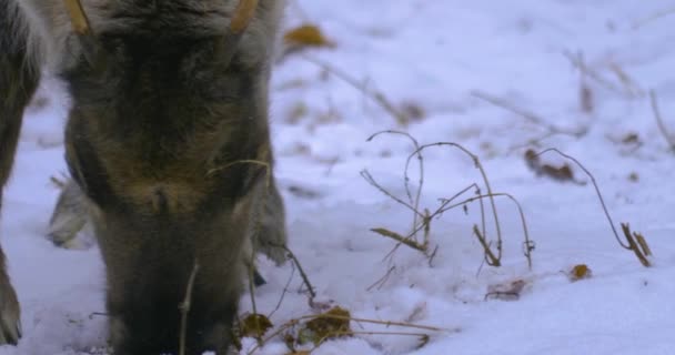 Κοντινό Πλάνο Των Ταράνδων Χειμώνα Στο Χιόνι Ψάχνοντας Στο Έδαφος — Αρχείο Βίντεο