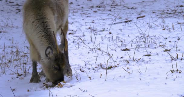 Sluiten Van Rendieren Winter Sneeuw Zoek Naar Grond — Stockvideo