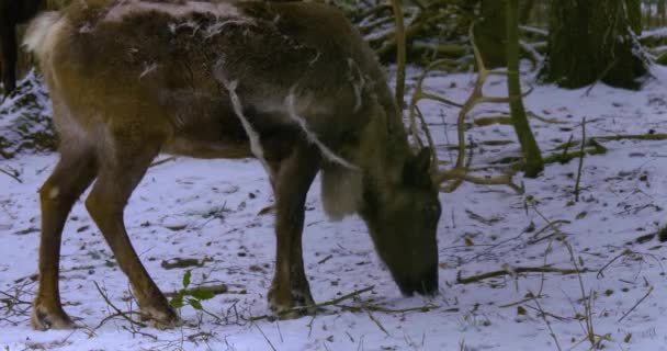 Zbliżenie Reniferów Zimą Śniegu Przeszukuje Ziemię — Wideo stockowe