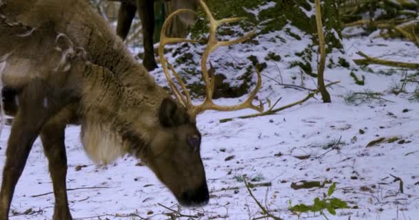 Närbild Renar Vintern Snön Söker Marken — Stockvideo