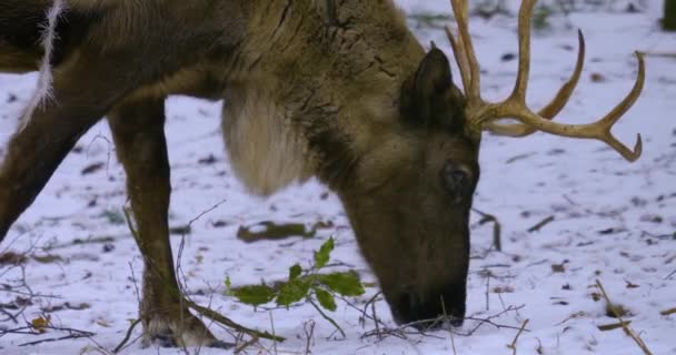 Close Reindeer Winter Snow Searching Ground — Stock Video