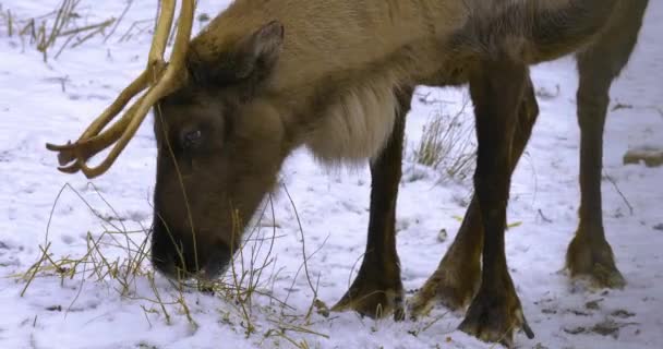 Großaufnahme Von Rentieren Winter Schnee Die Den Boden Absuchen — Stockvideo