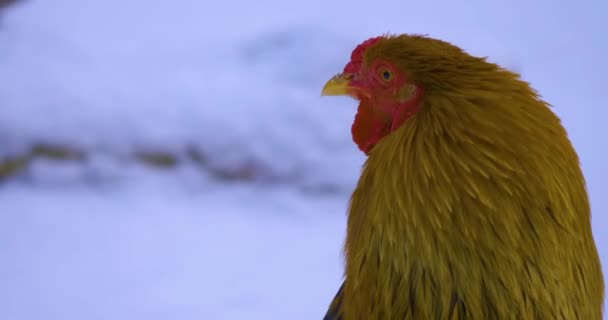 Gallo Grande Inverno Camminando Nella Neve — Video Stock