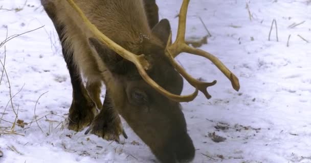 Sluiten Van Rendieren Winter Sneeuw Zoek Naar Grond — Stockvideo