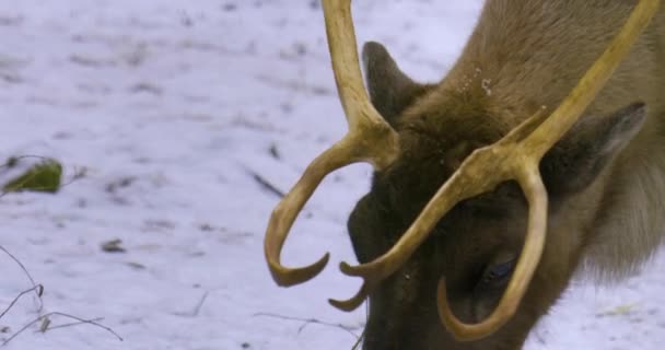 Großaufnahme Von Rentieren Winter Schnee Die Den Boden Absuchen — Stockvideo