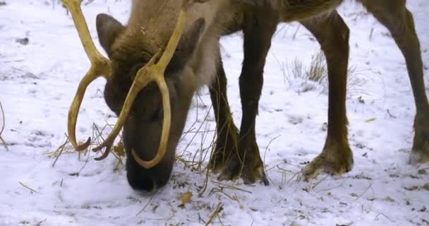 Sluiten Van Rendieren Winter Sneeuw Zoek Naar Grond — Stockvideo